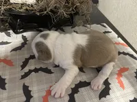 Jason, a male Boston Terrier for sale in Porter, TX – 2 of 3