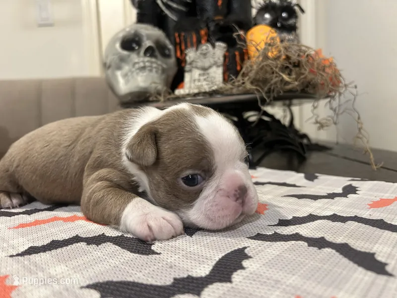 Freddy – Boston Terrier puppy for sale in Porter, TX
