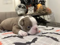 Freddy, a male Boston Terrier for sale in Porter, TX – 1 of 3