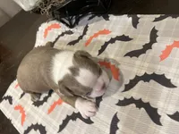 Freddy, a male Boston Terrier for sale in Porter, TX – 3 of 3