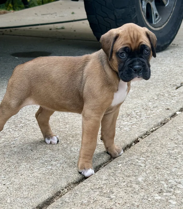 Girl 3 – Boxer puppy for sale in Nixa, MO