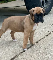 Girl 3, a female Boxer for sale in Nixa, MO – 1 of 1