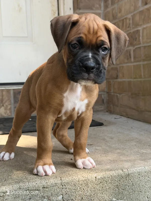 Boy – Boxer puppy for sale in Nixa, MO