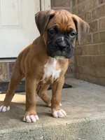 Boy, a male Boxer for sale in Nixa, MO – 1 of 2