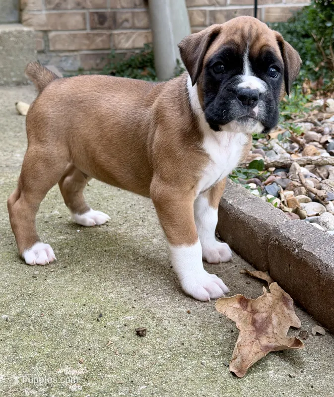 Boy 1 – Boxer puppy for sale in Nixa, MO
