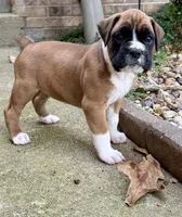 Boy 1, a male Boxer for sale in Nixa, MO – 1 of 1
