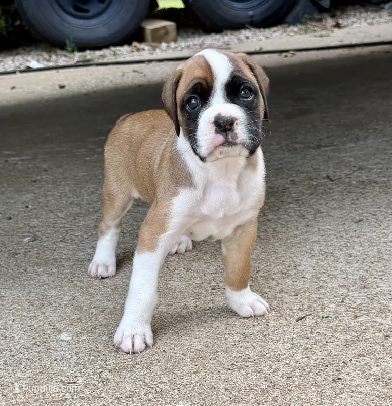 Girl 1 – Boxer puppy for sale in Nixa, MO