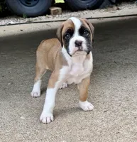 Girl 1, a female Boxer for sale in Nixa, MO – 1 of 1