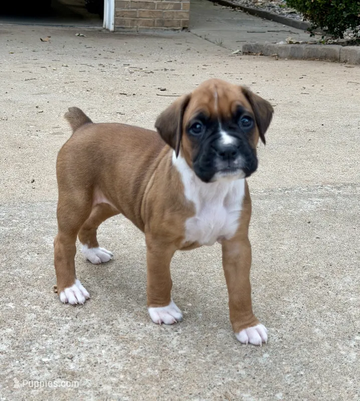 Girl 2 – Boxer puppy for sale in Nixa, MO