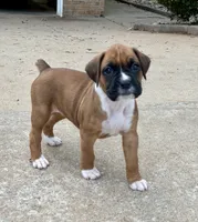 Girl 2, a female Boxer for sale in Nixa, MO – 1 of 1