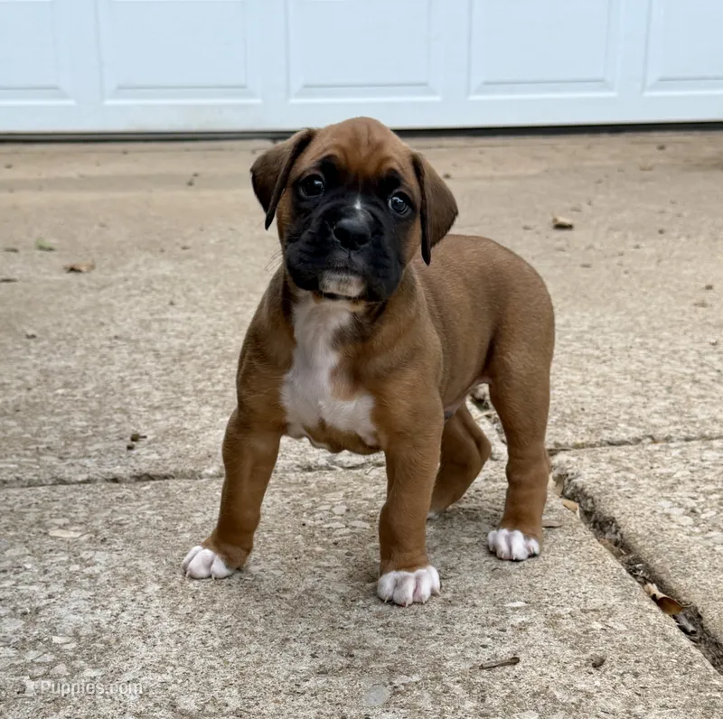 Boy 2 – Boxer puppy for sale in Nixa, MO