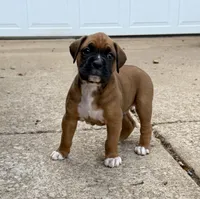 Boy 2, a male Boxer for sale in Nixa, MO – 1 of 1
