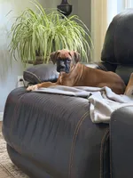 Boy, a male Boxer for sale in Nixa, MO – 2 of 2