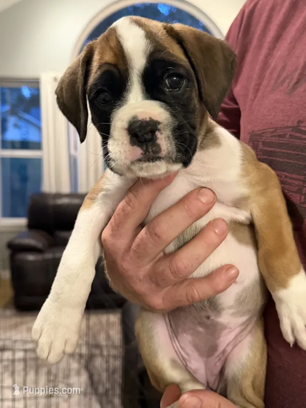 Girl 1 – Boxer puppy for sale in Nixa, MO