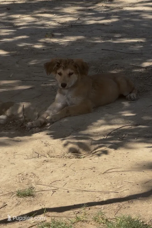 Female  – German Shepherd Dog puppy for sale in Littlerock, CA