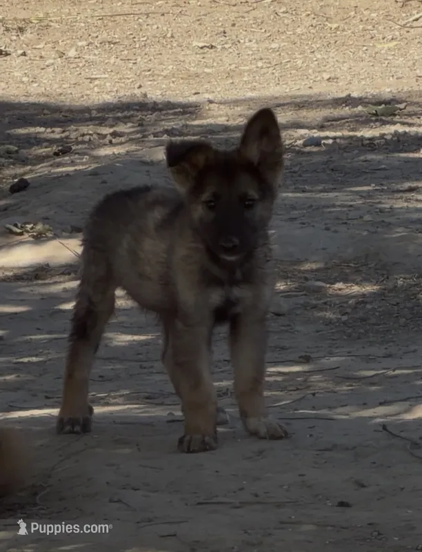 Male 1  – German Shepherd Dog puppy for sale in Littlerock, CA