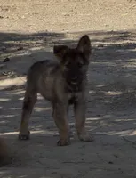 Male 1 , a male German Shepherd Dog for sale in Littlerock, CA – 1 of 1