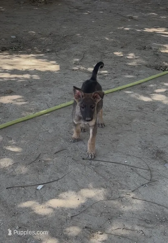 Male 3  – German Shepherd Dog puppy for sale in Littlerock, CA