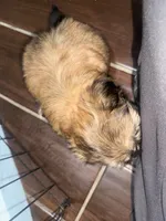 Nova, a female Shih Tzu for sale in San Bernardino, CA – 2 of 3