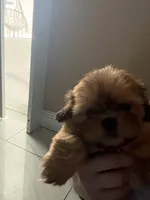 Teddy, a female Shih Tzu for sale in San Bernardino, CA – 2 of 3