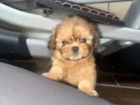 Teddy, a female Shih Tzu for sale in San Bernardino, CA – 3 of 3