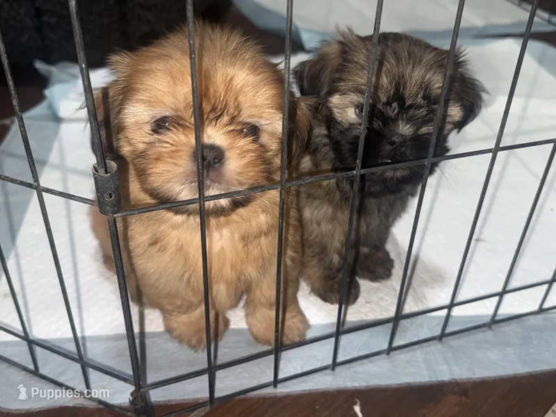 Teddy – Shih Tzu puppy for sale in San Bernardino, CA