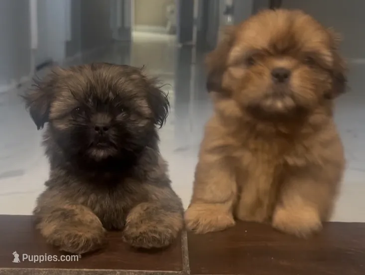 Nova – Shih Tzu puppy for sale in San Bernardino, CA