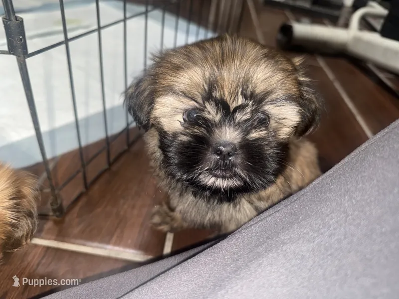 Nova – Shih Tzu puppy for sale in San Bernardino, CA