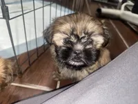 Nova, a female Shih Tzu for sale in San Bernardino, CA – 1 of 3