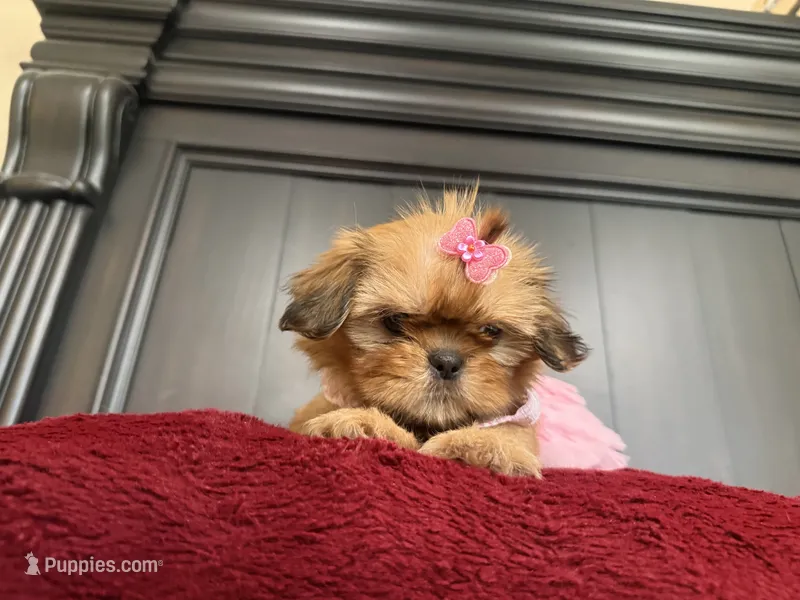 Teddy – Shih Tzu puppy for sale in San Bernardino, CA