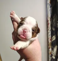 Astro , a female English Bulldog for sale in Valley View, TX – 3 of 3
