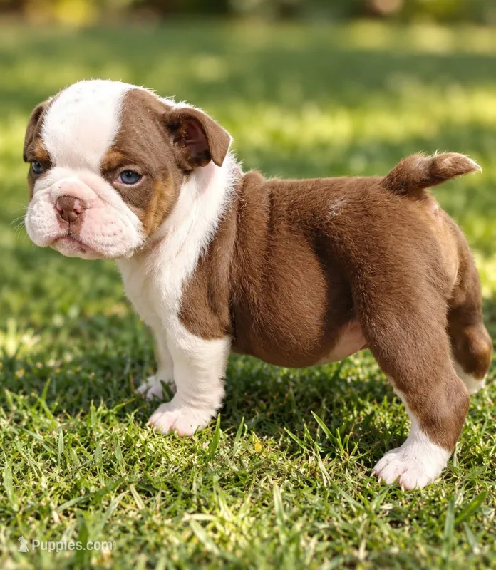 Astro  – English Bulldog puppy for sale in Valley View, TX