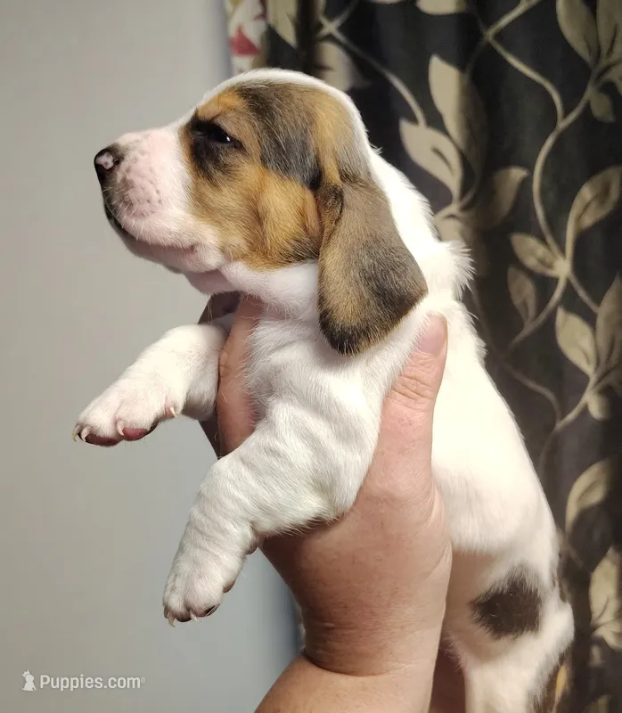 Sneezy  – Basset Hound puppy for sale in Valley View, TX