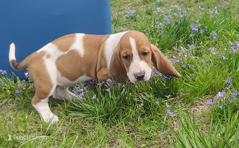 Female 3 – Basset Hound puppy for sale in Valley View, TX