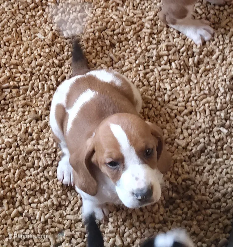 Female 3 – Basset Hound puppy for sale in Valley View, TX