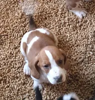 Female 3, a female Basset Hound for sale in Valley View, TX – Photo 1 of 4