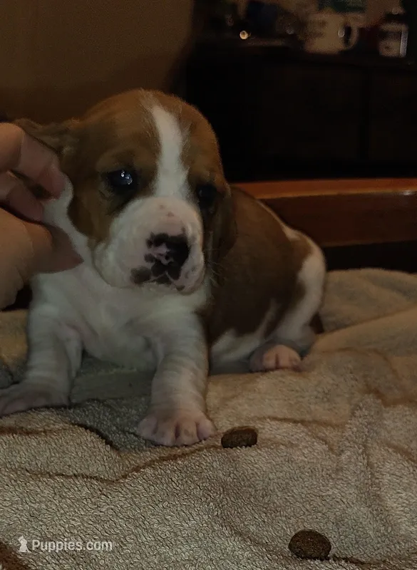 Female 3 – Basset Hound puppy for sale in Valley View, TX