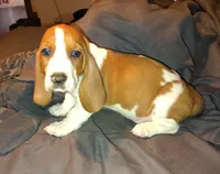 Female 3, a female Basset Hound for sale in Valley View, TX – Photo 4 of 4