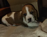 Female 3, a female Basset Hound for sale in Valley View, TX – Photo 3 of 3