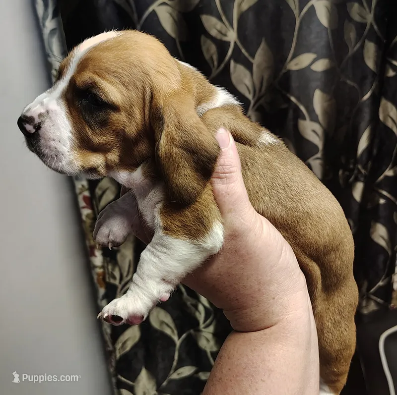 Doc – Basset Hound puppy for sale in Valley View, TX