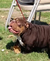 Junior , a male English Bulldog for sale in Valley View, TX – 4 of 4