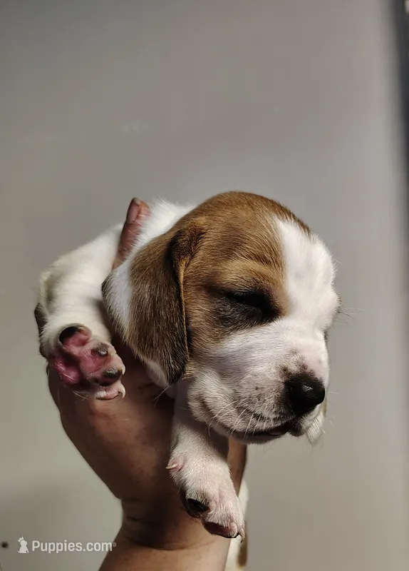 Dopey – Basset Hound puppy for sale in Valley View, TX
