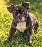 Junior , a male English Bulldog for sale in Valley View, TX – 3 of 4