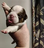 Astro , a female English Bulldog for sale in Valley View, TX – 2 of 3