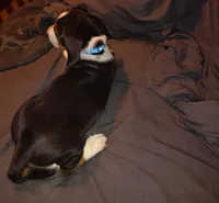 Male 1, a male Basset Hound for sale in Valley View, TX – Photo 5 of 5