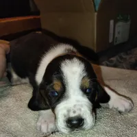 Male 1, a male Basset Hound for sale in Valley View, TX – Photo 2 of 2