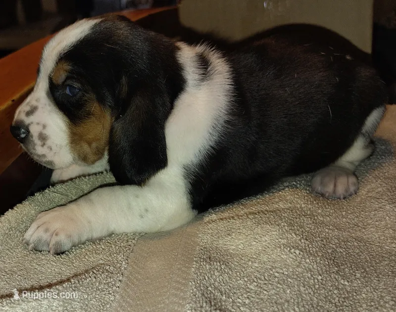 Male 1 – Basset Hound puppy for sale in Valley View, TX