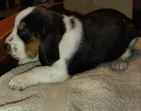 Male 1, a male Basset Hound for sale in Valley View, TX – Photo 1 of 2