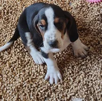 Male 1, a male Basset Hound for sale in Valley View, TX – Photo 4 of 5