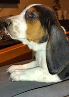 Male 1, a male Basset Hound for sale in Valley View, TX – Photo 3 of 5